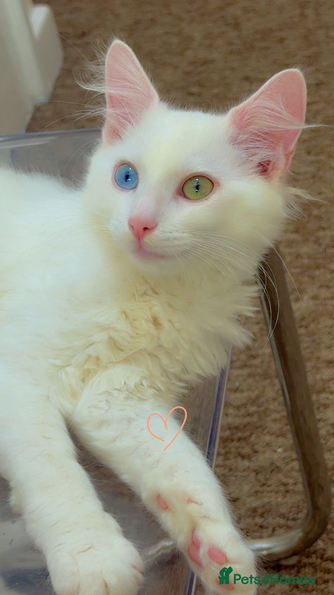 Turkish Angora cats for sale: Turkish Angora  - Image 2