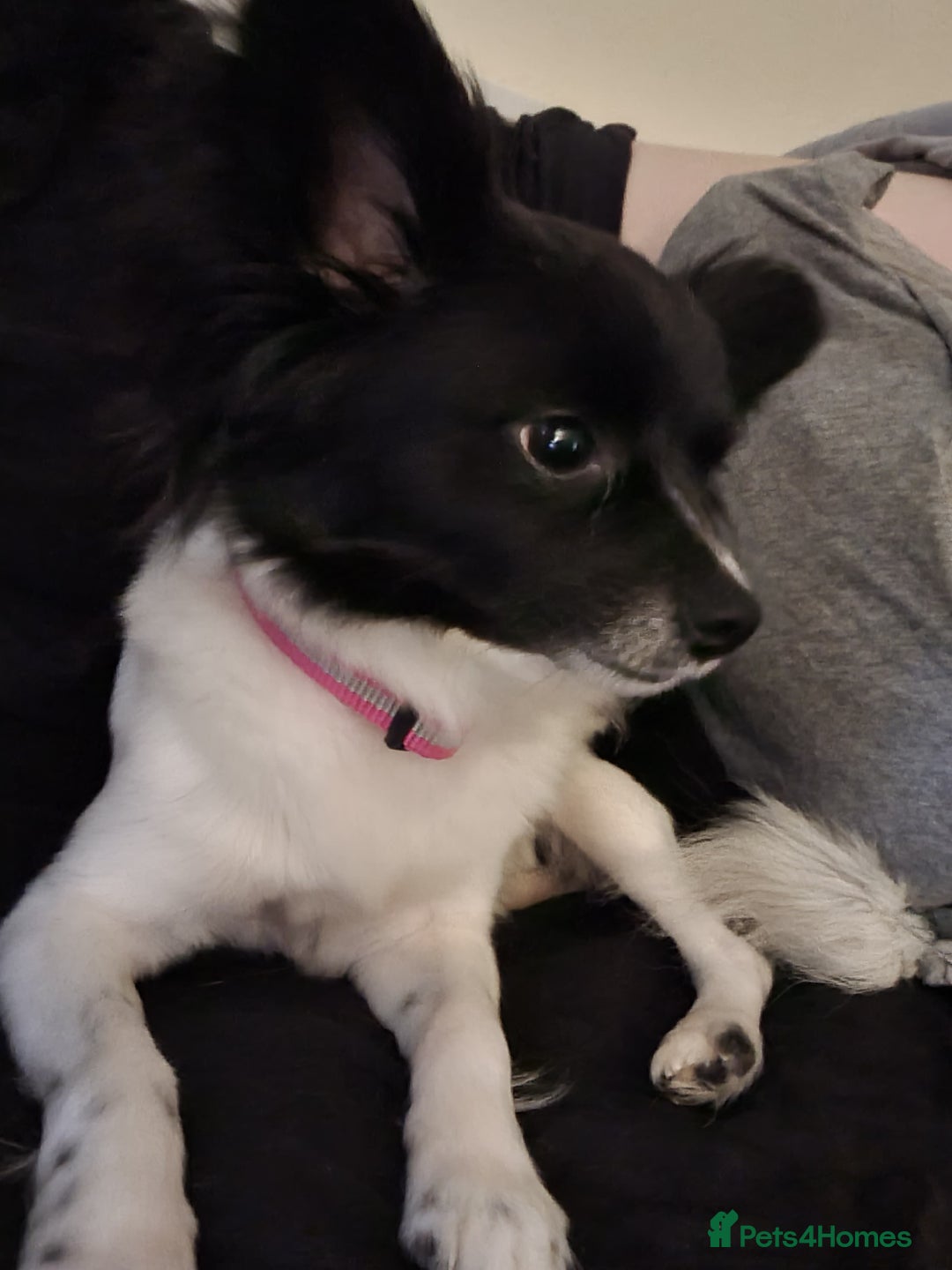 Chihuahua dogs for sale: Lovely little lady Chi - Image 2