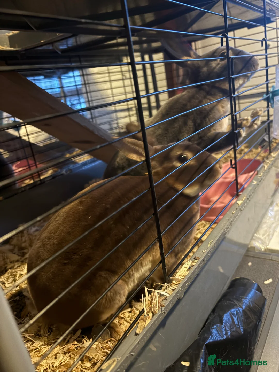 Rex rabbits for sale: Mini Rex bunnies in Milton Keynes - Advert 2