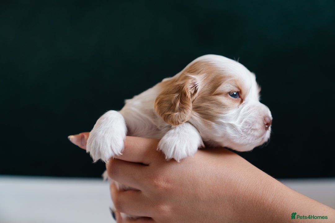 Cocker Spaniel dogs for sale: ✨ Showline Cocker Spaniel puppies for sale ✨ - Image 10