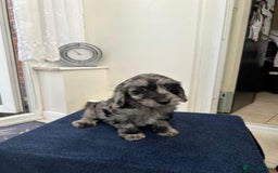 Cockapoo dogs for sale: 8 cockapoo - Image 10