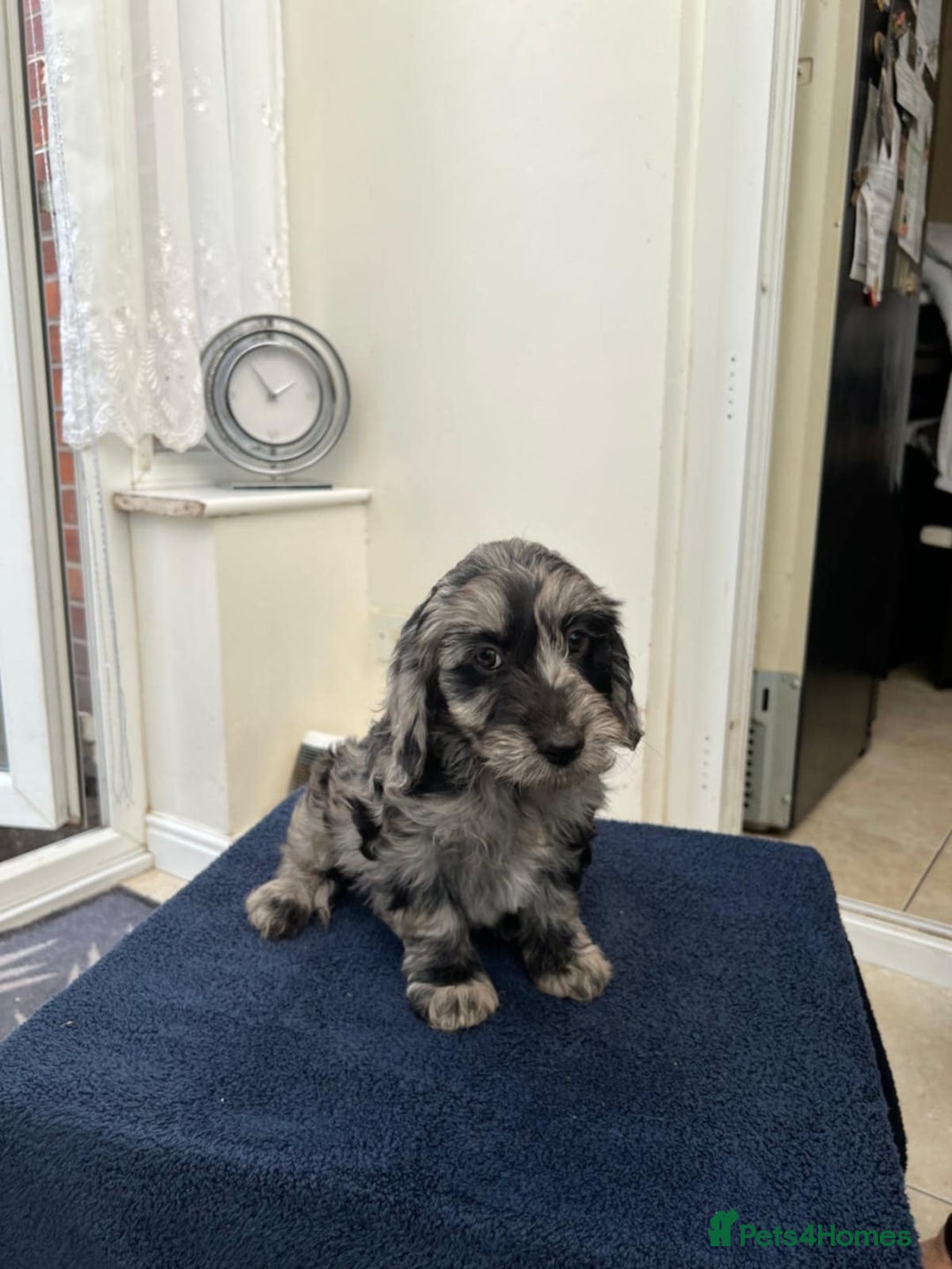 Cockapoo dogs for sale: 8 cockapoo - Image 10