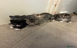 British Shorthair cats for sale: Kittens for sale  - Image 1