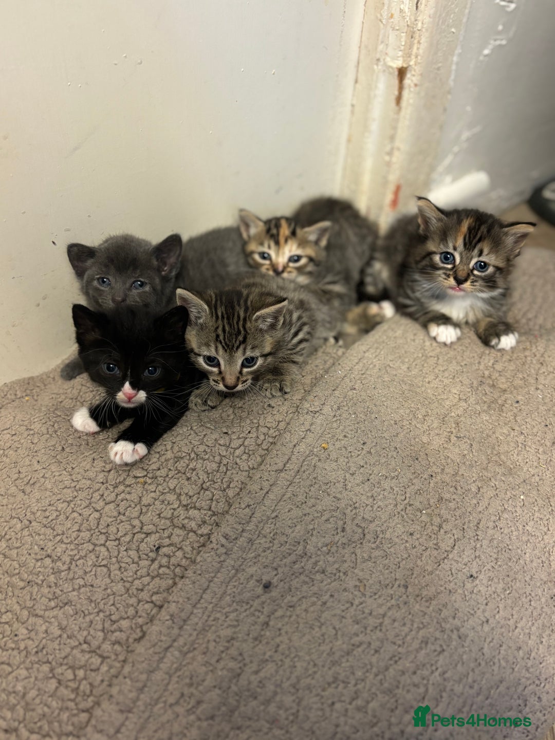 British Shorthair cats for sale: Kittens for sale  - Image 1