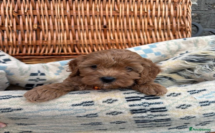 Cockapoo dogs - Advert 3