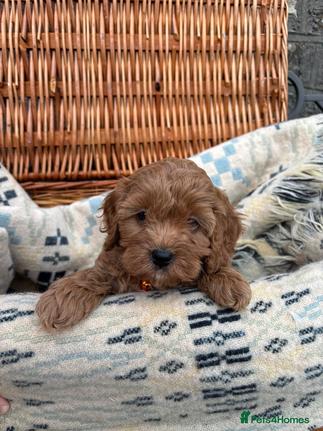 Cockapoo dogs for sale: ❤️ Tiny Deep Red Miniature F1b Cockapoo Pup's  - Image 7