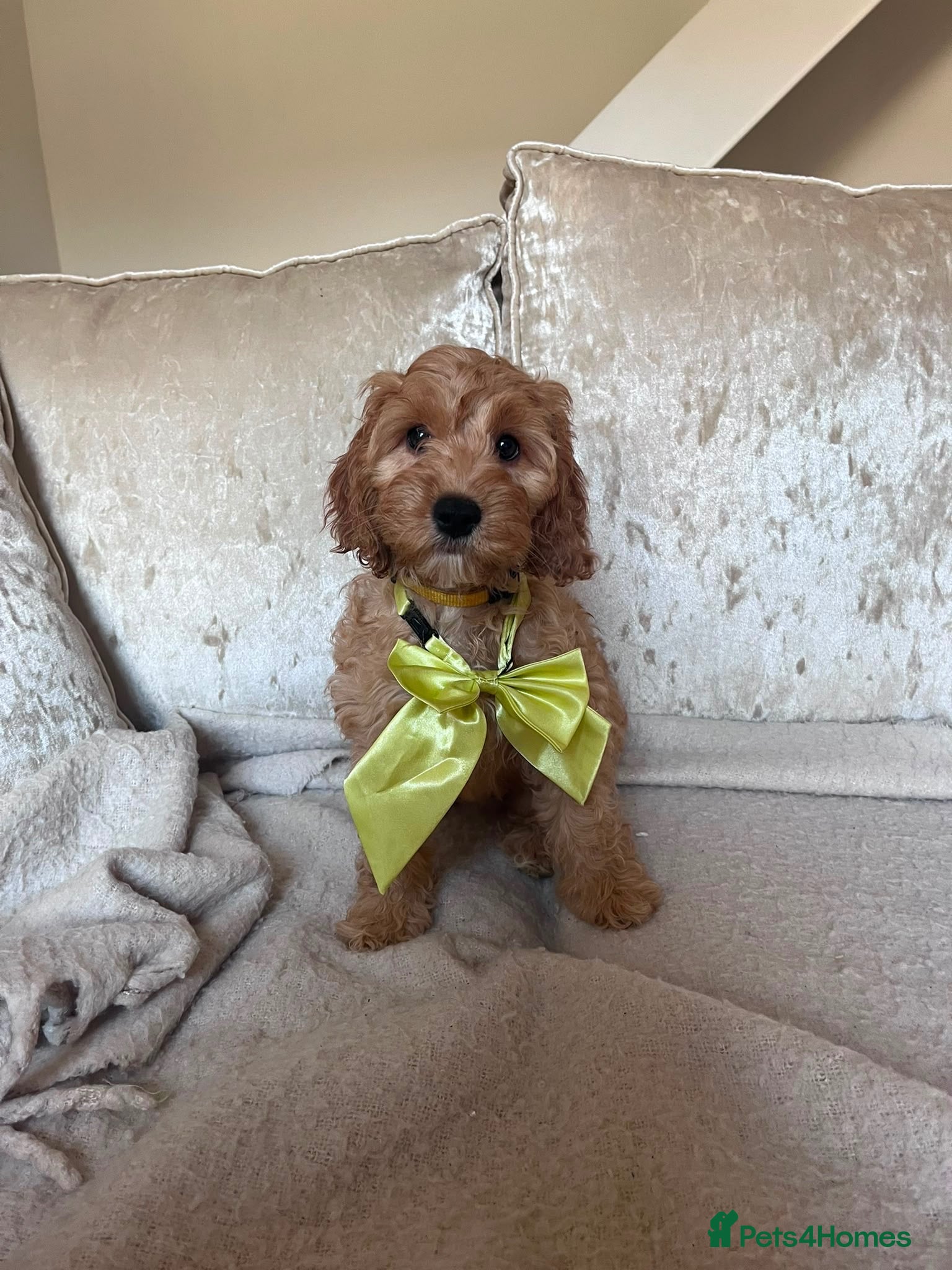 Cockapoo dogs 1 Gorgeous Cockapoo Puppies Left - Advert 2