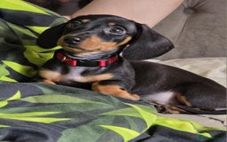 Miniature Dachshund dogs for sale: Miniature dachshunds  - Image 6