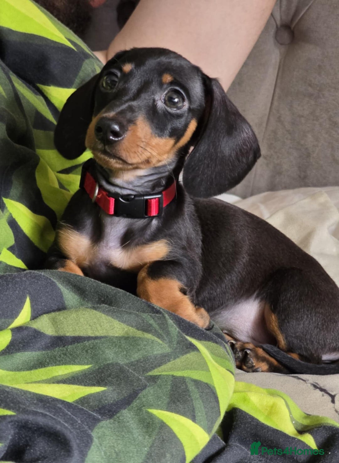 Miniature Dachshund dogs for sale: Miniature dachshunds  - Image 6