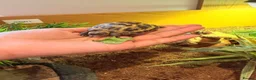 Tortoise reptiles for sale: Horsfield's Tortoise in Chigwell - Advert 5