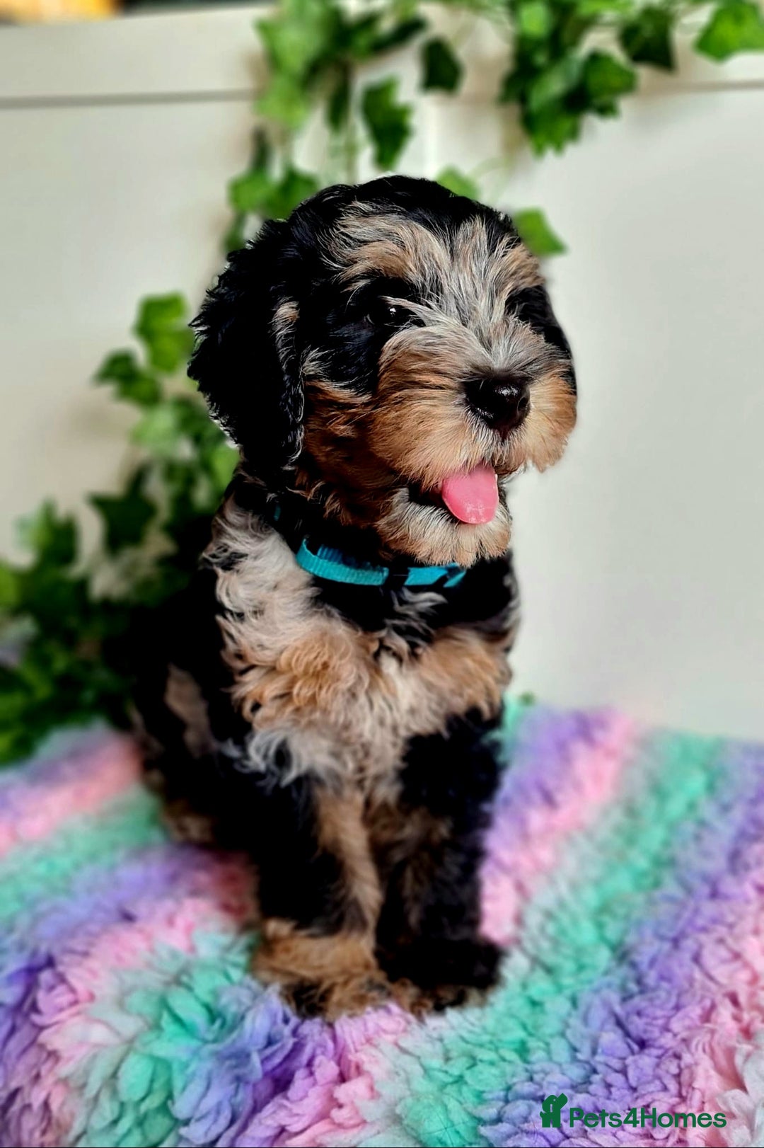 Cockapoo dogs for stud: F1 Blue Phantom merle Cockerpoo standing at stud in Basildon - Image 26