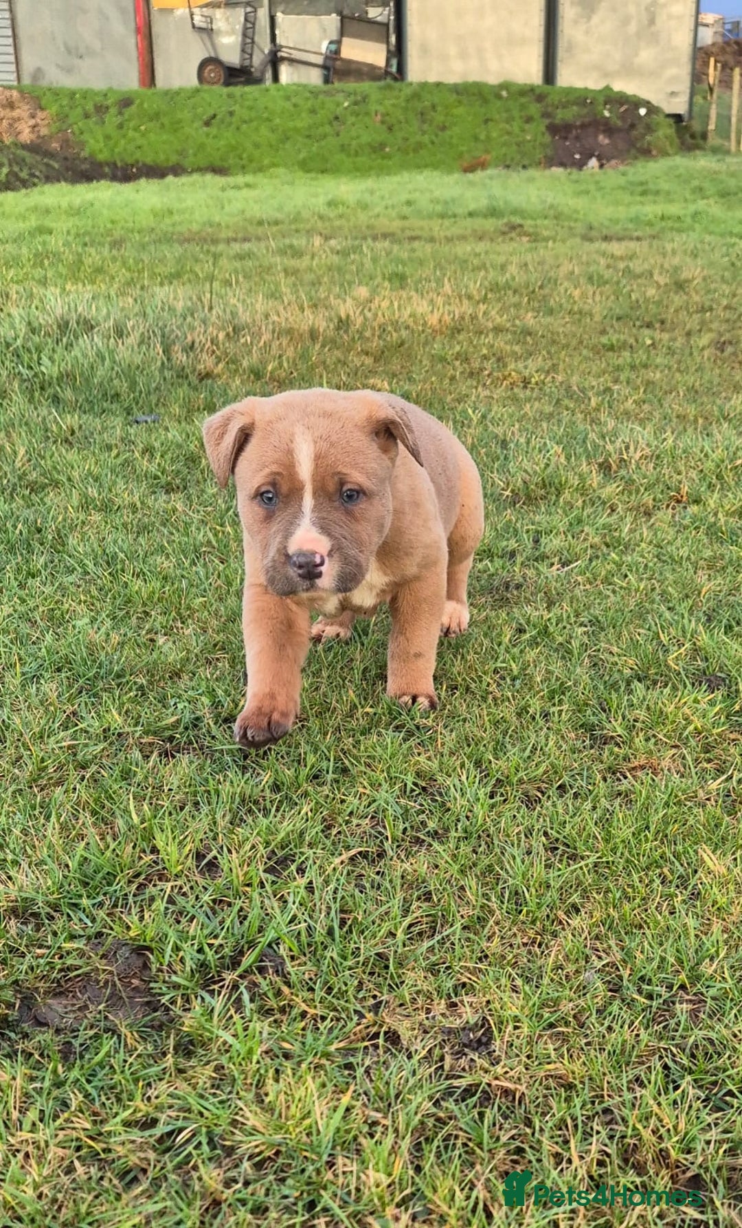 Mixed Breed dogs for sale: Mixed breed pups ready to leave - Advert 6