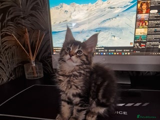 Maine Coon cats Pure Makne coon - Advert 6