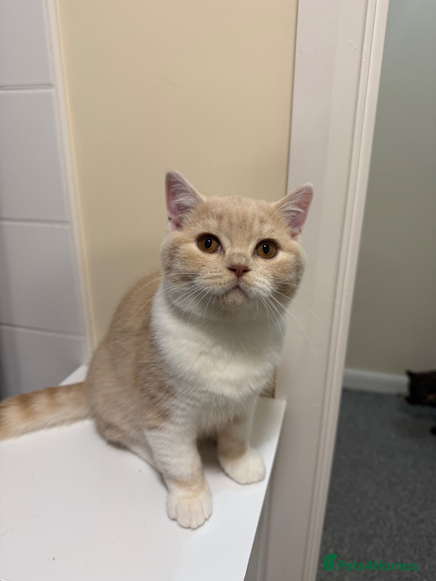 British Shorthair cats for sale: 💙Last beautiful bicolour bsh boy ready to leave💙 - Advert 20