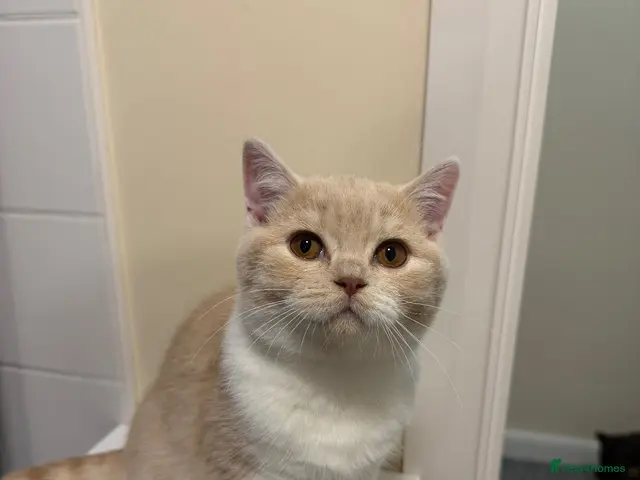 British Shorthair cats for sale: 💙Last beautiful bicolour bsh boy ready to leave💙 - Advert 24