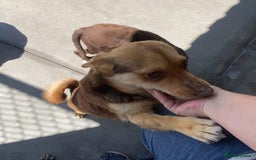 Mixed Breed dogs for adoption: Myrtle, 2-3 years old. Reserved stc. in Brixham - Image 14