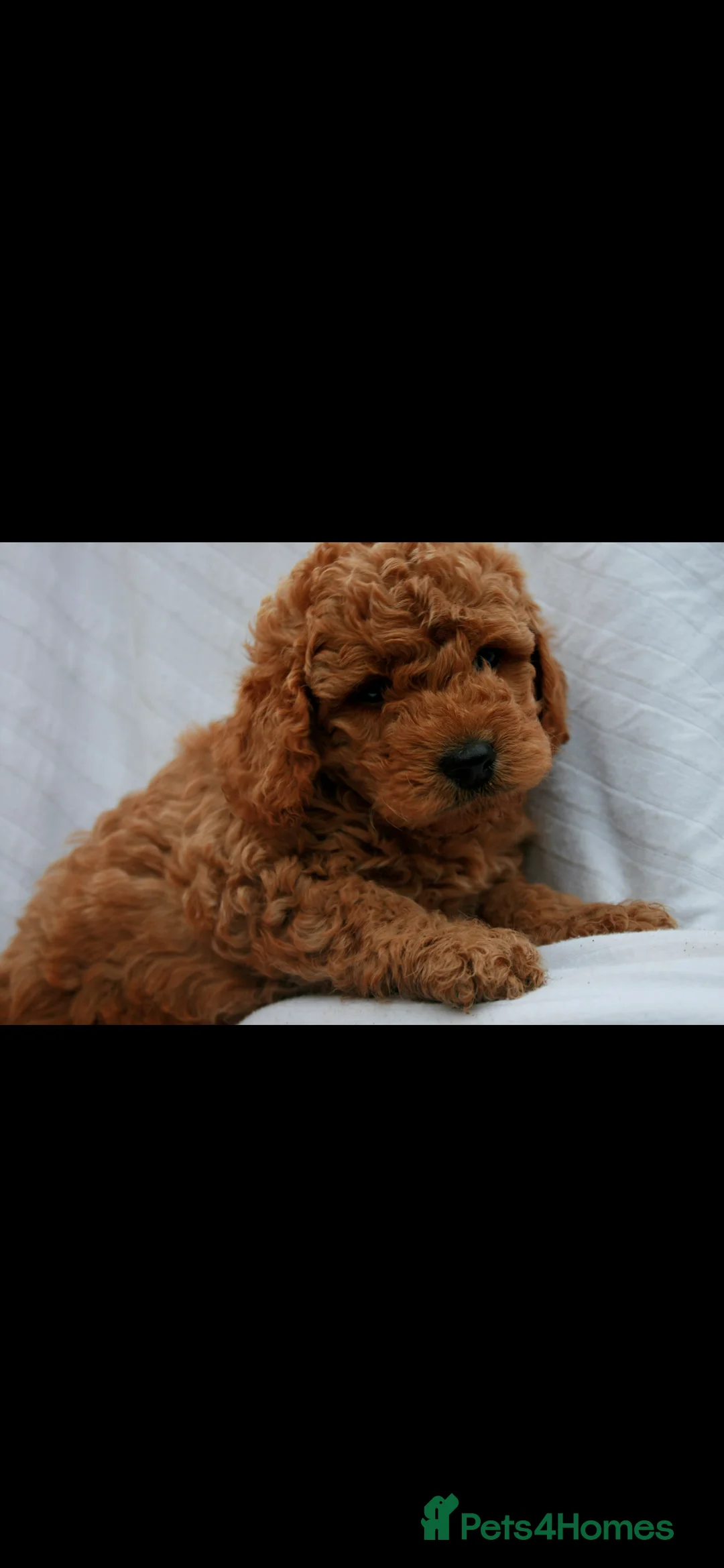 Cockapoo dogs for sale: F1B Mini Cockapoos - Advert 12