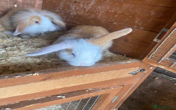 Mini Lop rabbits for sale: 3 beautiful mini lops(£60 each or £100 for two ) - Image 6