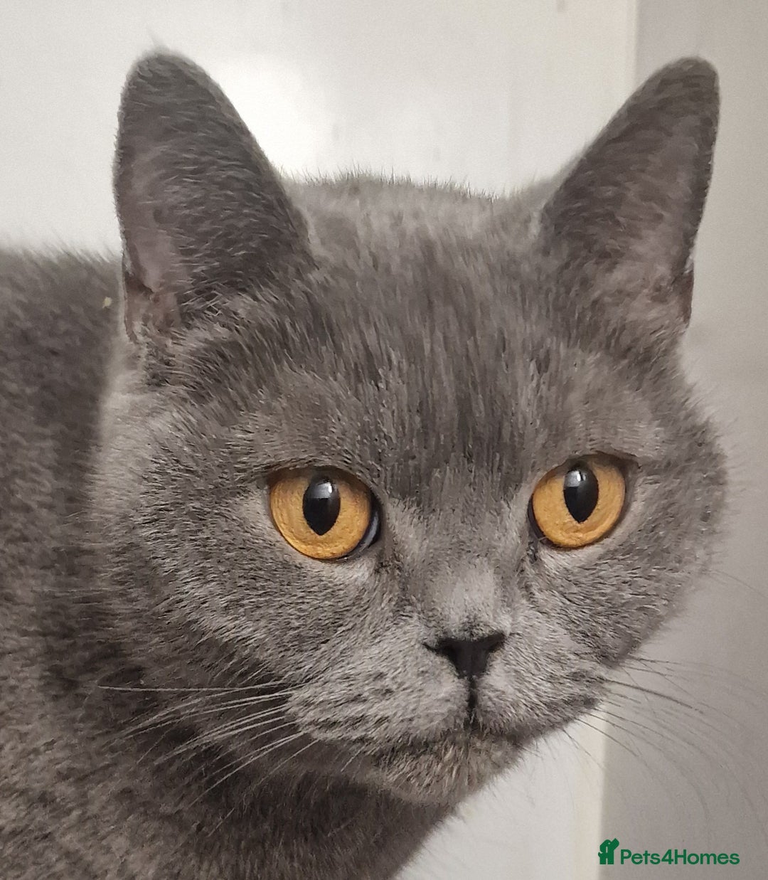 British Shorthair cats for sale: Gorgeous British Shorthaired Blue girl. - Advert 3