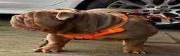 English Bulldog dogs for sale: English bulldog male  - Advert 4