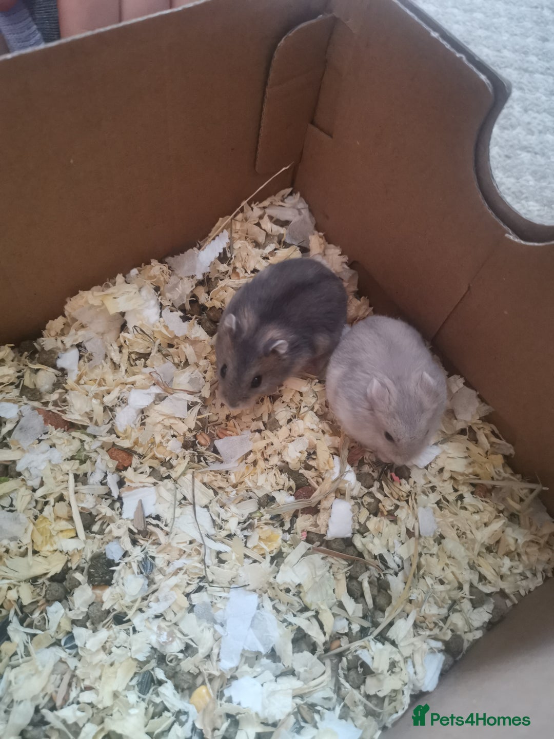 Hamster rodents for sale: 5 x russian dwarf hamsters 2x girls 3 x boys  - Image 4
