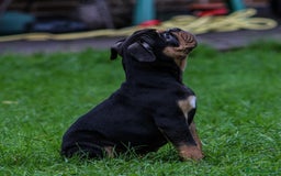 Olde English Bulldogge dogs for sale: Olde English Bulldog puppies (Reduced) - Image 10