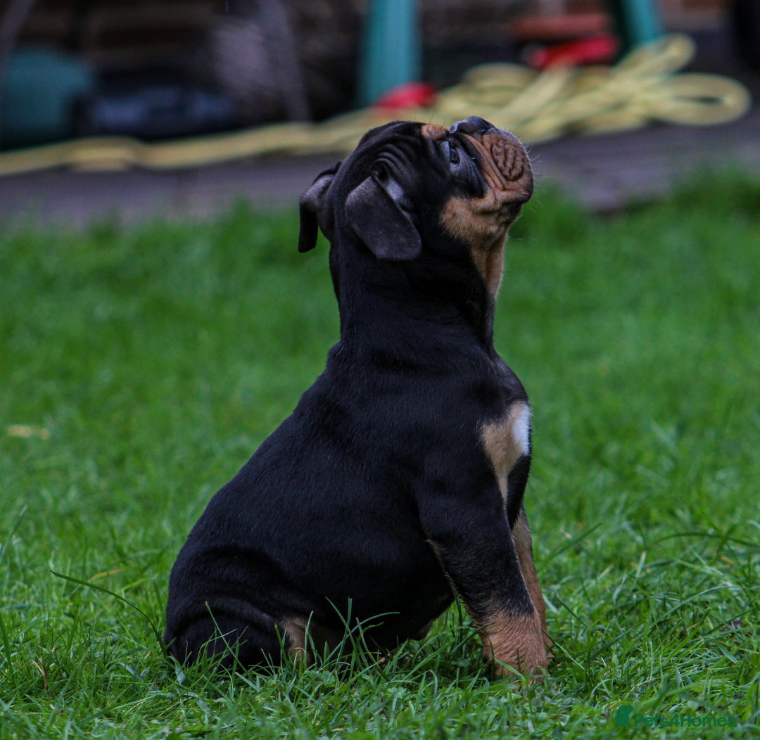 Olde English Bulldogge dogs for sale: Olde English Bulldog puppies (Reduced) - Image 10