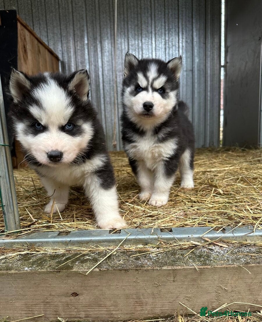 Siberian Husky dogs 🐶 Siberian Husky puppies ❤️ - Advert 2