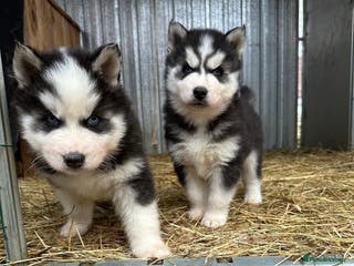 Siberian Husky dogs 🐶 Siberian Husky puppies ❤️ - Advert 2