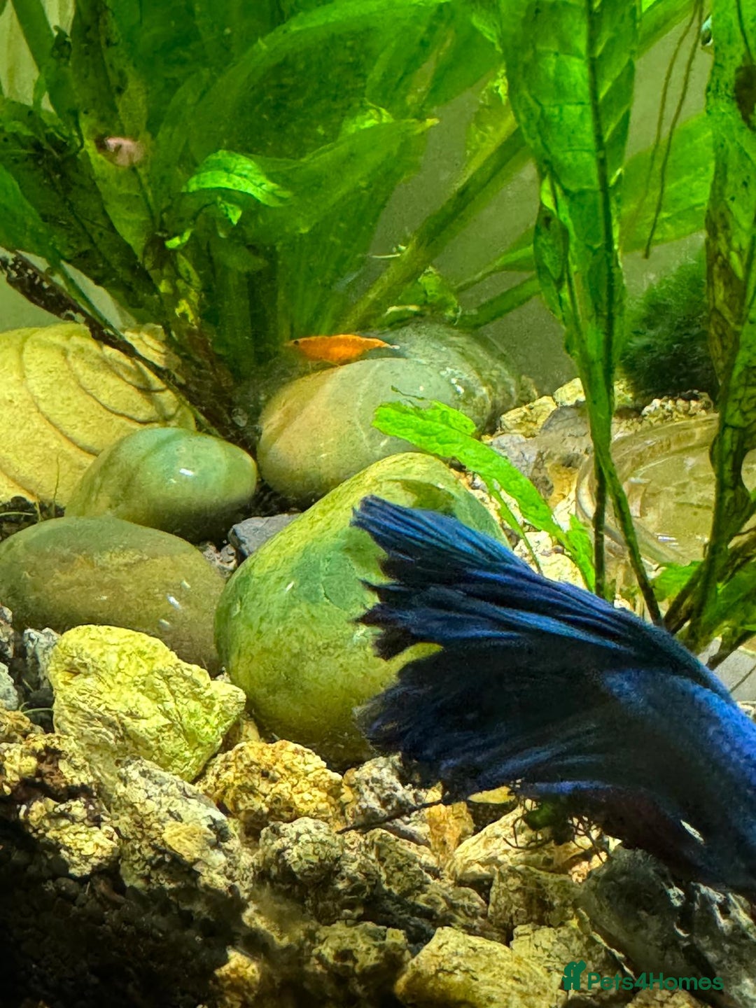 Shrimps fish for sale: Shrimp and rabbit snails  - Advert 4