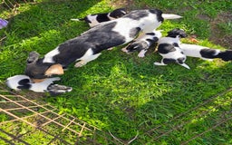 Jack Russell dogs for sale: Jack russel puppies - Advert 1