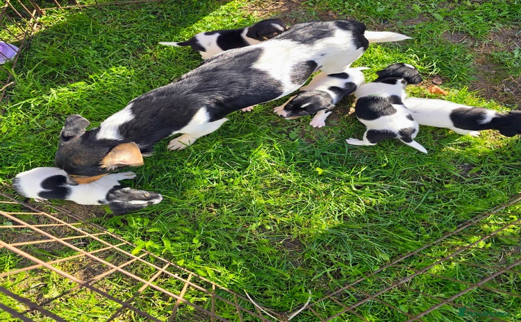 Jack Russell dogs Jack russel puppies - Advert 6