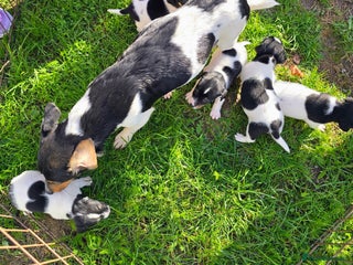 Jack Russell dogs Jack russel puppies - Advert 6