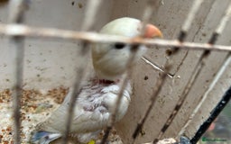 Lovebirds birds for sale: Lovebird for sale, all in good health  - Advert 13