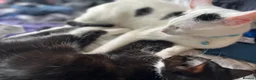 Mixed Breed cats for sale: Mittens - 9 months old female  in Sheffield - Advert 6