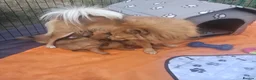 Pomeranian dogs for sale: 1 girl and 2boys - Advert 18