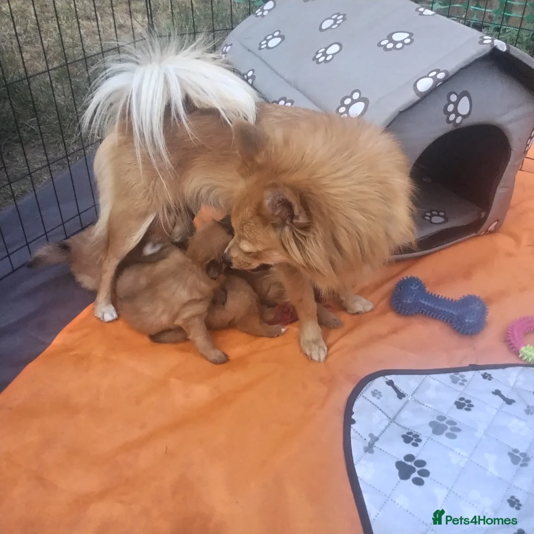 Pomeranian dogs for sale: 1 girl and 2boys - Advert 18