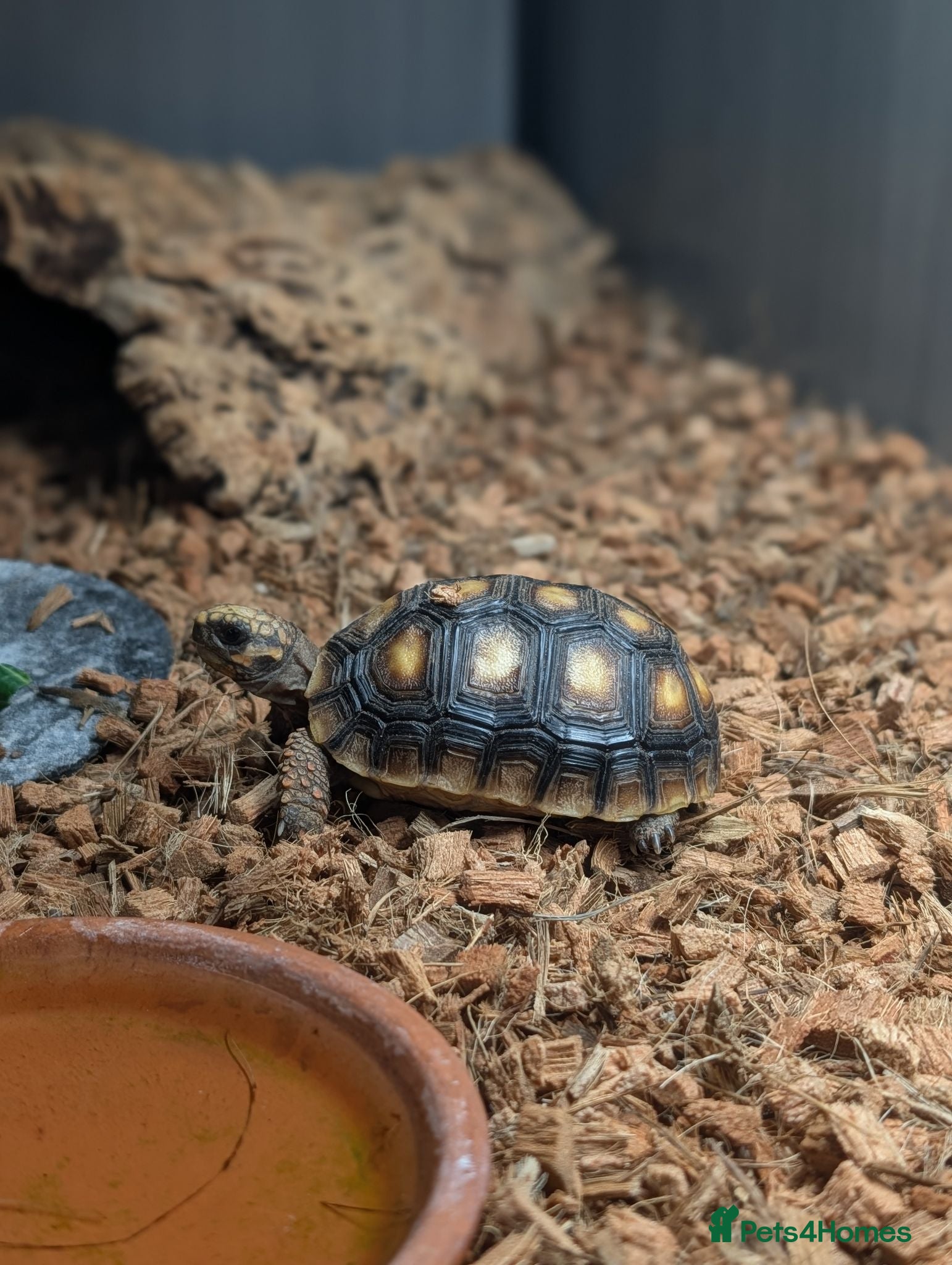 Tortoise reptiles 9 month redfoot tortoise - Advert 2