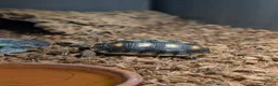 Tortoise reptiles for sale: 9 month redfoot tortoise - Advert 2