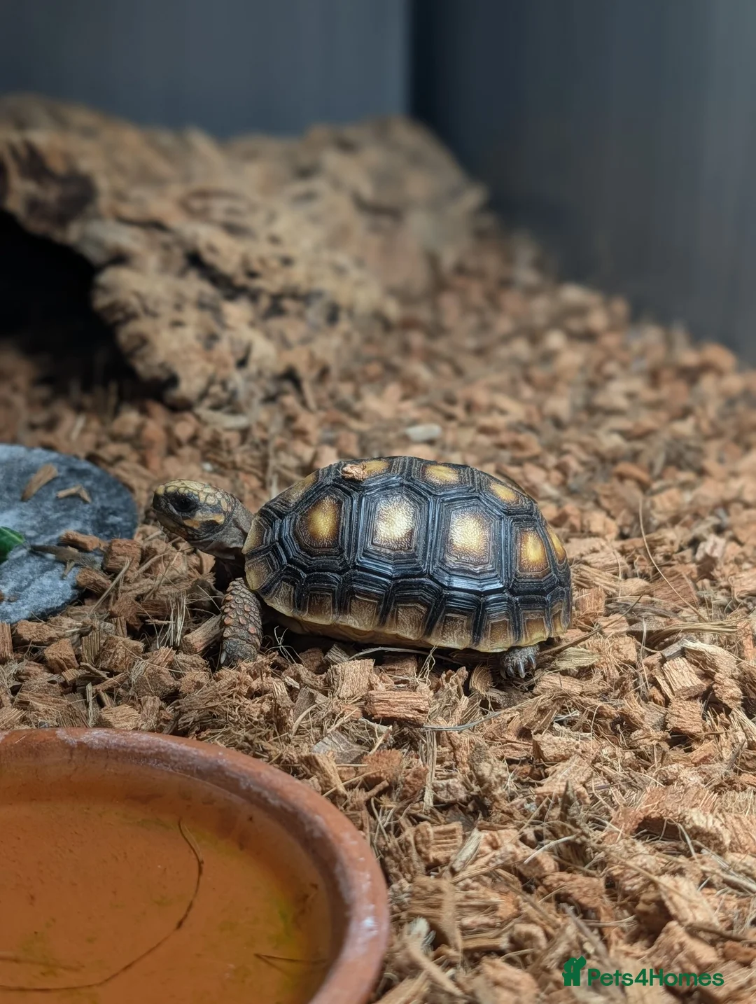 Tortoise reptiles for sale: 9 month redfoot tortoise - Advert 2
