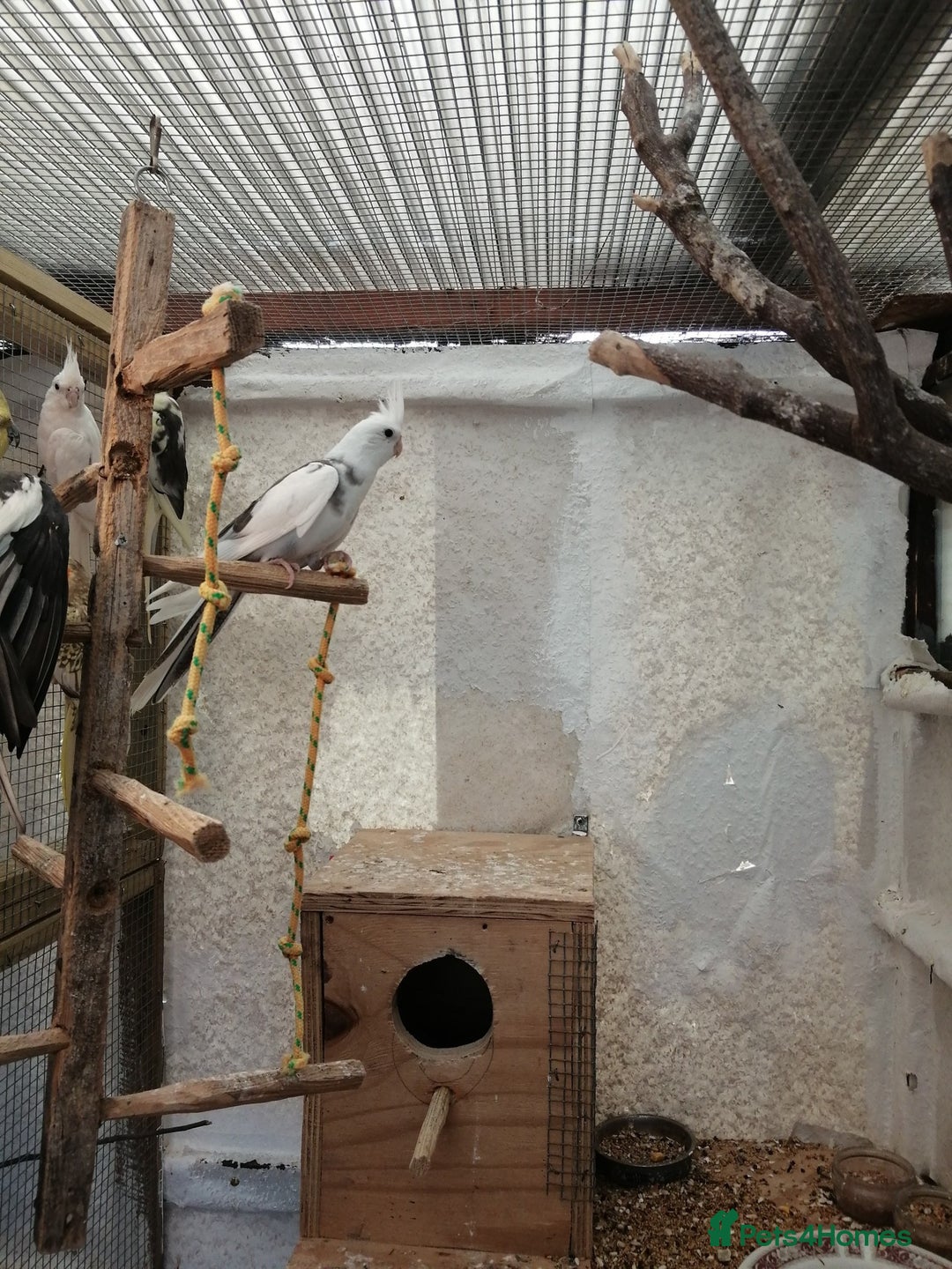 Parakeets birds for sale: proven and bonded pair - Image 3