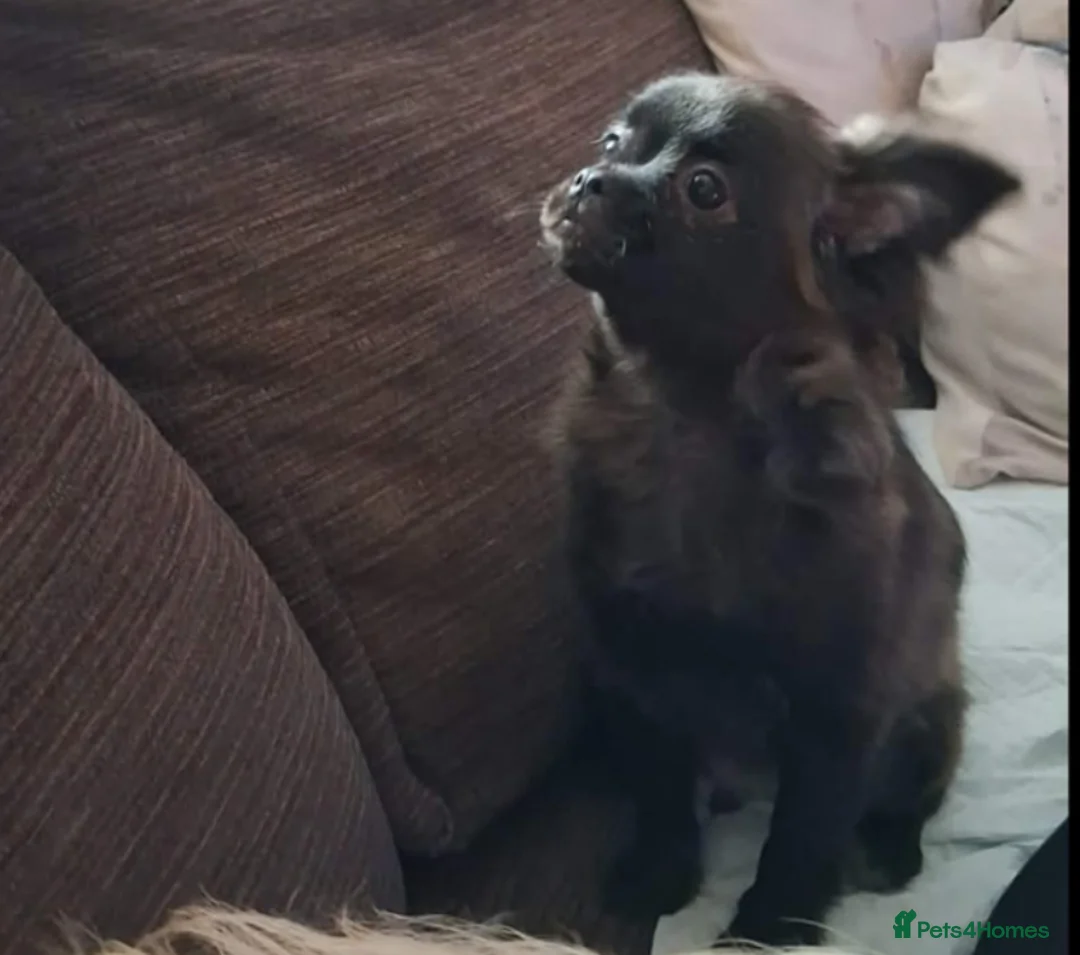 Mixed Breed dogs for sale: Pom cross Pug in Ipswich - Advert 2