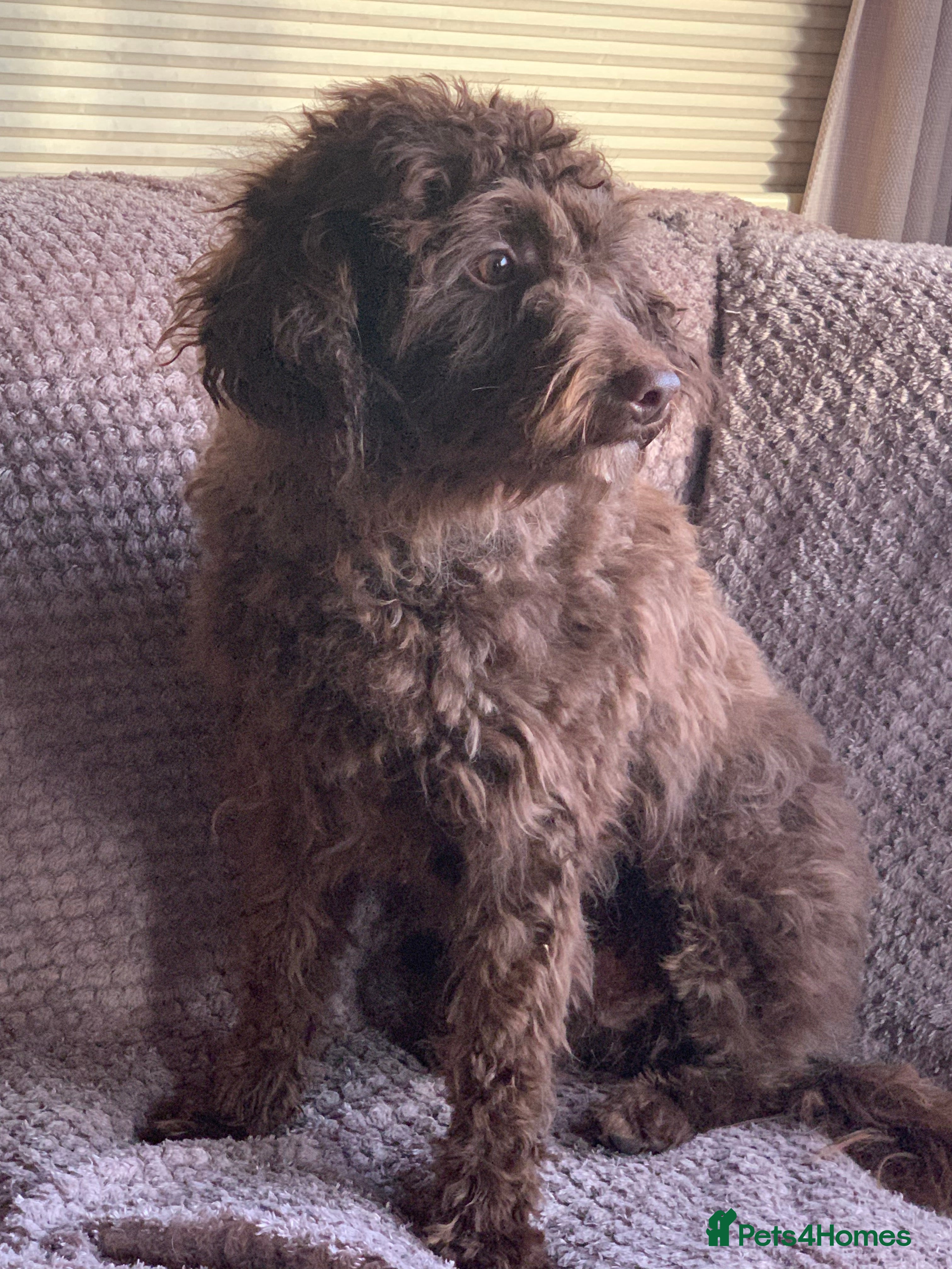 Maltipoo dogs Gorgeous maltipoo cross cavapoo chocolate   - Advert 13