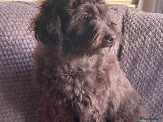 Maltipoo dogs Gorgeous maltipoo cross cavapoo chocolate - Advert 13