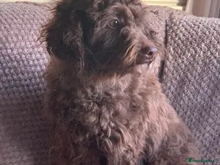 Maltipoo dogs Gorgeous maltipoo cross cavapoo chocolate - Advert 3