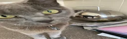Mixed Breed cats for sale: Russian Blue X Chatreaux  Aged 5 - Advert 5