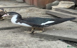 Ducks poultry for sale: Muscovy ducks  - Image 2