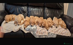 Golden Retriever dogs for stud: Fully health tested kc stud - Image 8