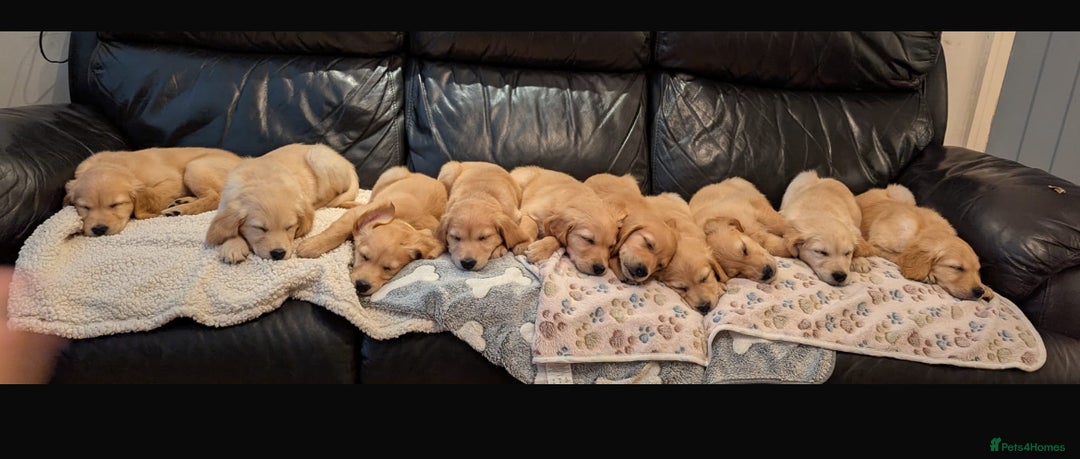 Golden Retriever dogs for stud: Fully health tested kc stud - Image 8