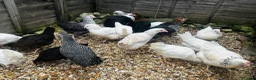 Chickens poultry for sale: Beautiful Point of Lay Chickens & more ‼️READY NOW - Advert 9